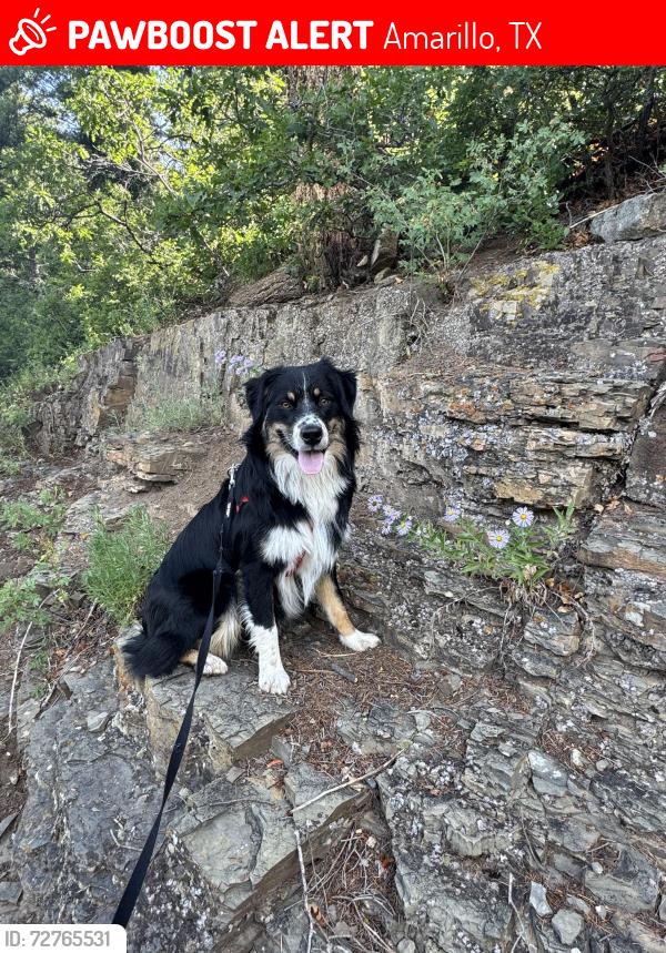 Lost Male Dog last seen , 8513 Broadway Dr, Amarillo, TX 79108, Amarillo, TX 79108
