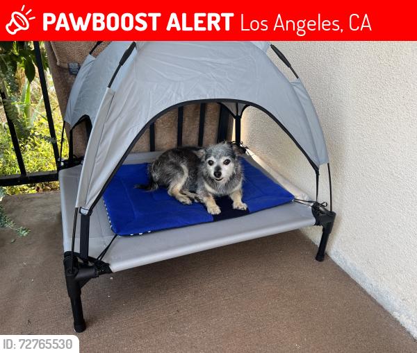 Lost Male Dog last seen Near 107th st and San Pedro st, Los Angeles, CA 90003