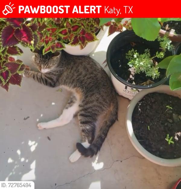 Lost Male Cat last seen Aniston, Katy, TX 77493