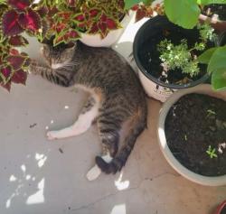 Lost Male Cat last seen Aniston, Katy, TX 77493