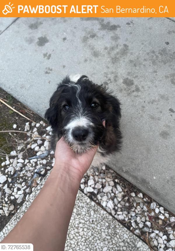 Found/Stray Female Dog last seen Foothill Blvd. , San Bernardino, CA 92401