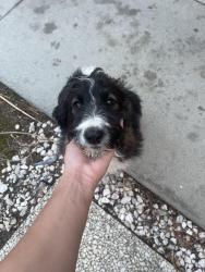 Found/Stray Female Dog last seen Foothill Blvd. , San Bernardino, CA 92401