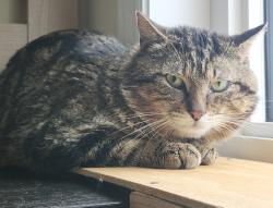 Found/Stray Male Cat last seen Eglinton Ave and Hurontario St, Mississauga, ON L4Z 3L9