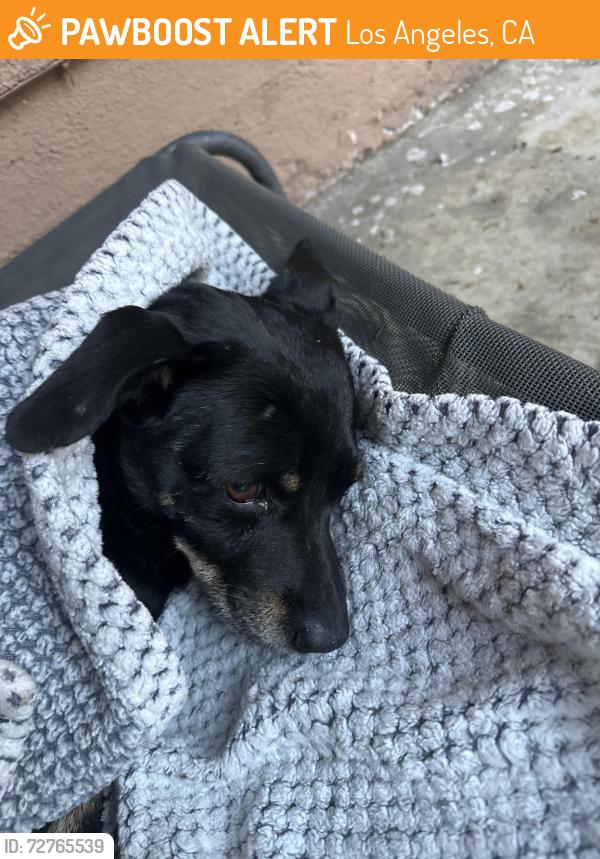 Found/Stray Male Dog last seen Glendale and Fletcher, Los Angeles, CA 90039