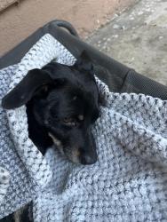 Found/Stray Male Dog last seen Glendale and Fletcher, Los Angeles, CA 90039