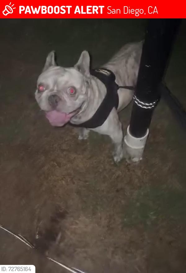 Lost Male Dog last seen Zing church , San Diego, CA 92105
