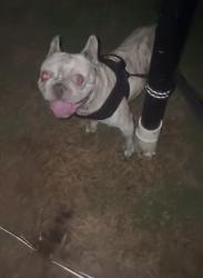 Lost Male Dog last seen Zing church , San Diego, CA 92105
