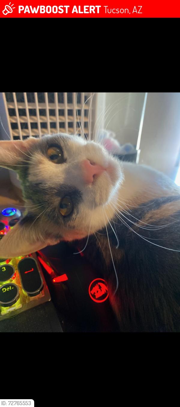 Lost Female Cat last seen Near E pinto lane and columbus, Tucson, AZ 85739