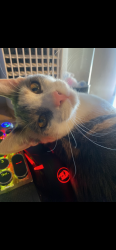 Lost Female Cat last seen Near E pinto lane and columbus, Tucson, AZ 85739
