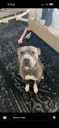 Lost Male Dog last seen salters hill road & 162, Hollywood, SC 29449
