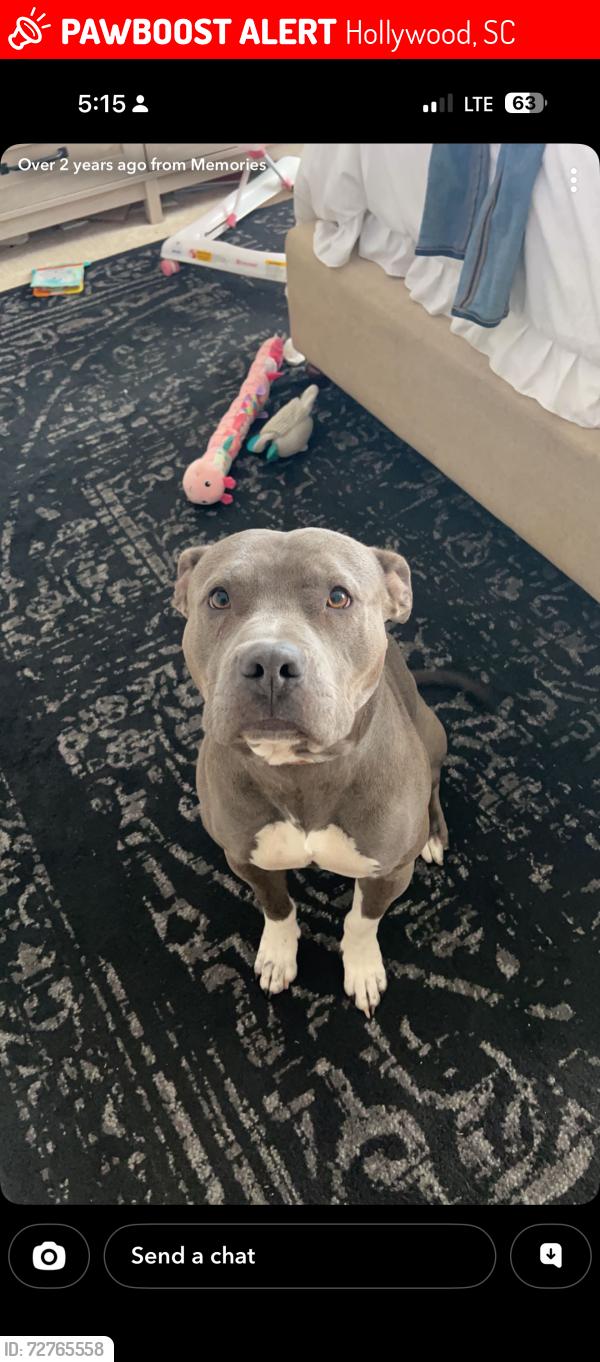 Lost Male Dog last seen salters hill road & 162, Hollywood, SC 29449