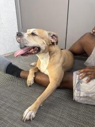 Lost Male Dog last seen 7th & bell, Phoenix, AZ 85022