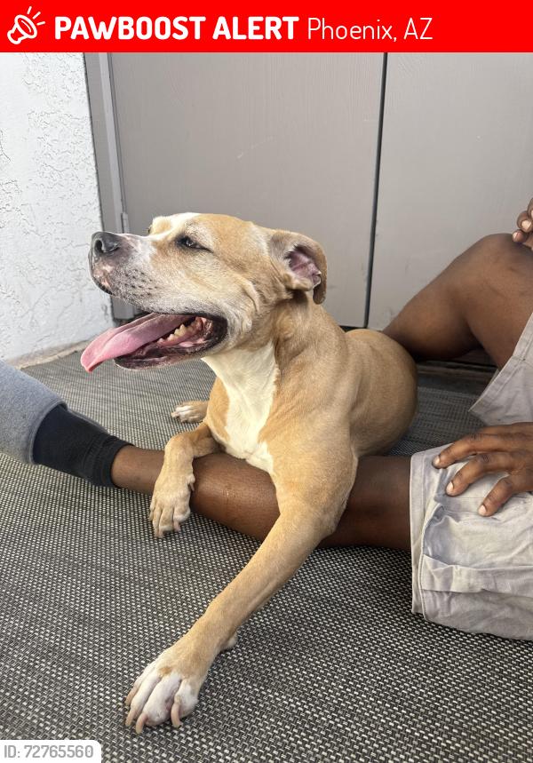 Lost Male Dog last seen 7th & bell, Phoenix, AZ 85022