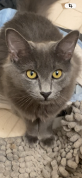 Lost Female Cat last seen Pinto and bowman , Tucson, AZ 85739