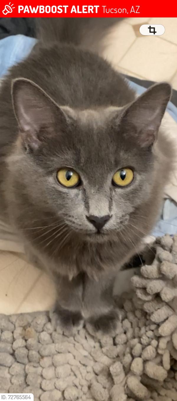 Lost Female Cat last seen Pinto and bowman , Tucson, AZ 85739