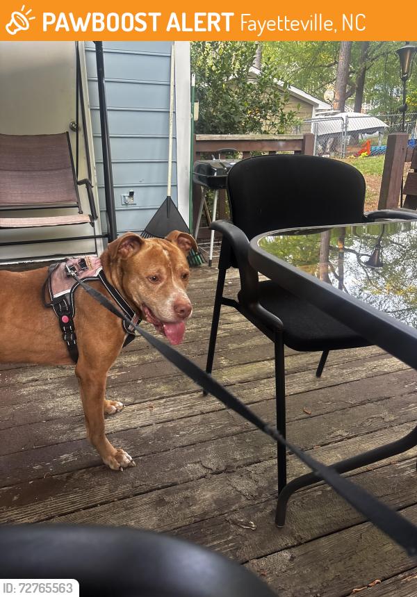 Found/Stray Male Dog last seen Hilton dr, Fayetteville, NC 28311