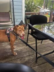 Found/Stray Male Dog last seen Hilton dr, Fayetteville, NC 28311