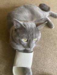 Lost Male Cat last seen Brockton MA, Brockton, MA 02301