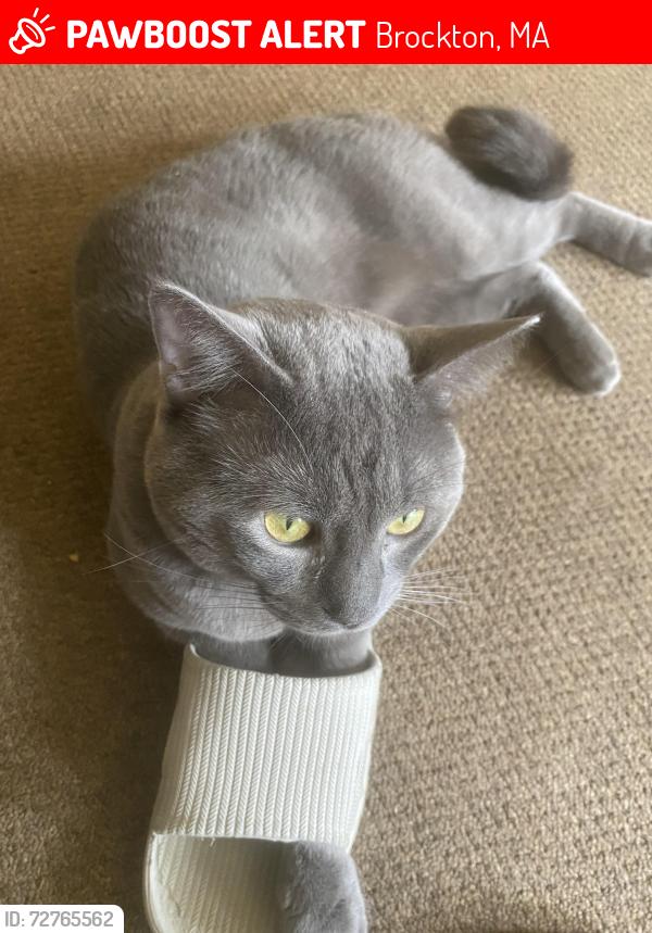 Lost Male Cat last seen Brockton MA, Brockton, MA 02301