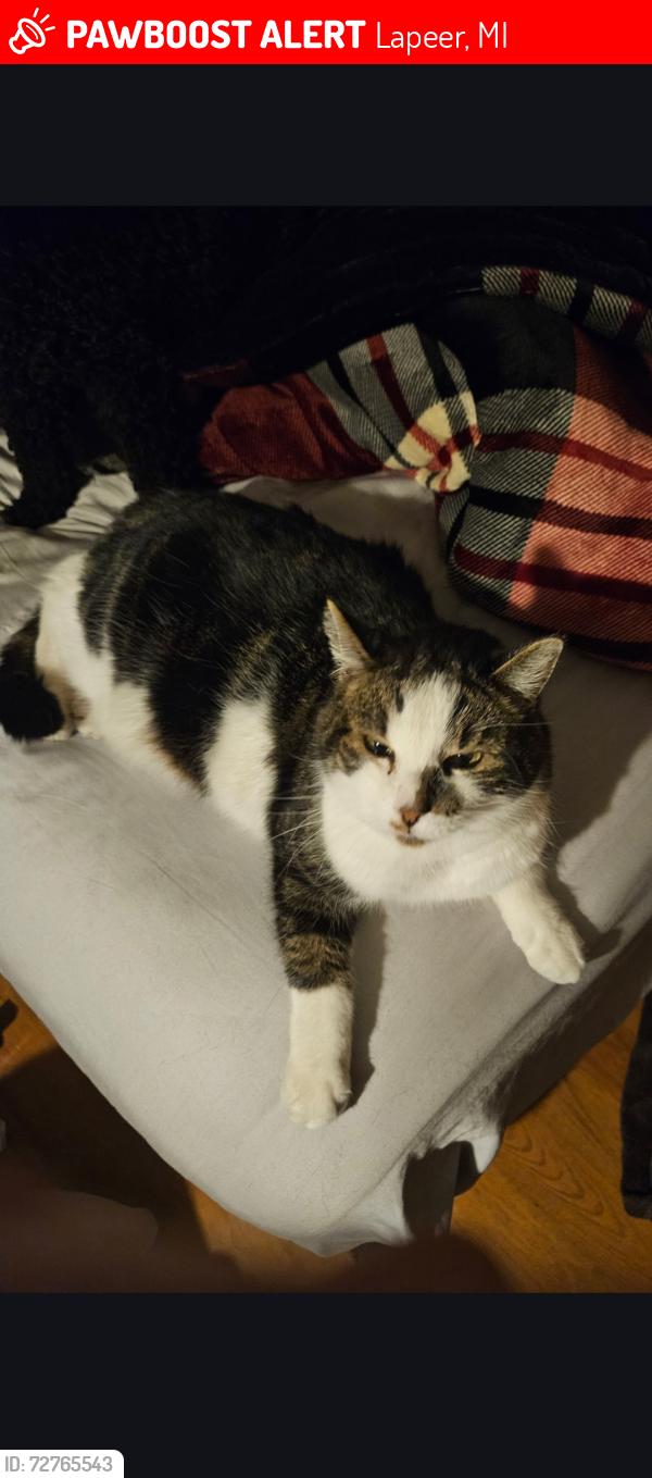 Lost Male Cat last seen  Corner of E.Hunters creek and Morris , Lapeer, MI 48446