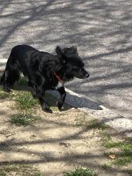 Found/Stray Unknown Dog last seen Long Street, 121st avenue 11434, Queens, NY 11434