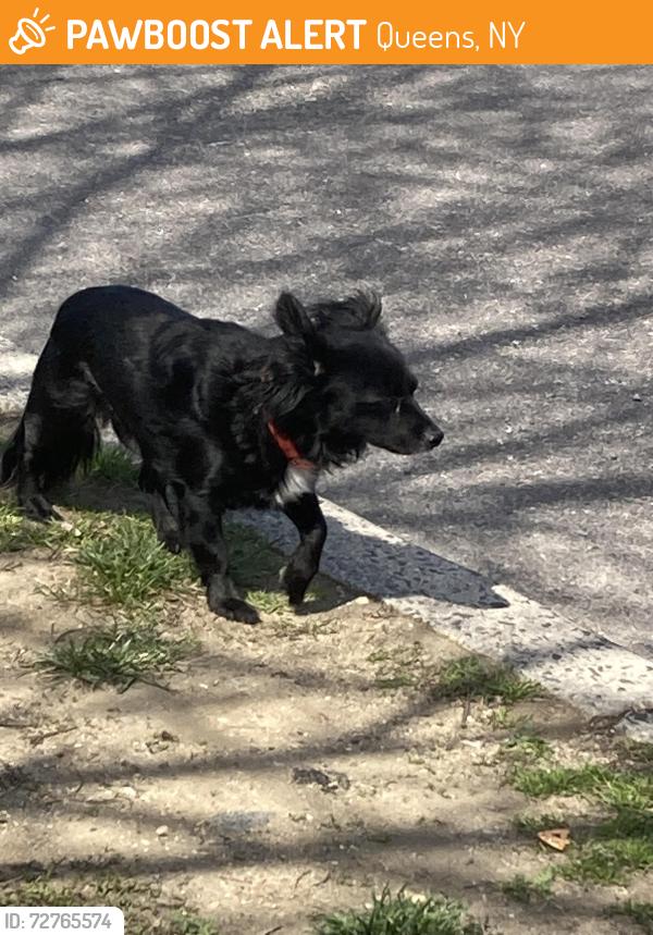 Found/Stray Unknown Dog last seen Long Street, 121st avenue 11434, Queens, NY 11434