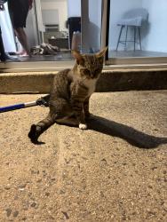 Found/Stray Male Cat last seen Marietta and Hedgewick, Lancaster, PA 17603