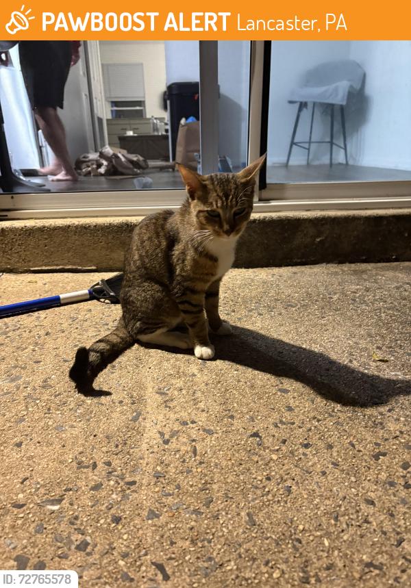 Found/Stray Male Cat last seen Marietta and Hedgewick, Lancaster, PA 17603