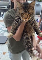 Found/Stray Unknown Cat last seen Madison and Mazanita, Carmichael, CA 95608
