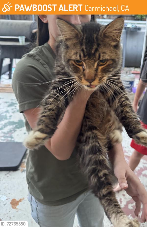 Found/Stray Unknown Cat last seen Madison and Mazanita, Carmichael, CA 95608
