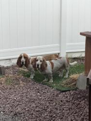 Found/Stray Unknown Dog last seen Jurupa/ citrus , Fontana, CA 92337
