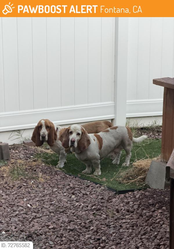 Found/Stray Unknown Dog last seen Jurupa/ citrus , Fontana, CA 92337
