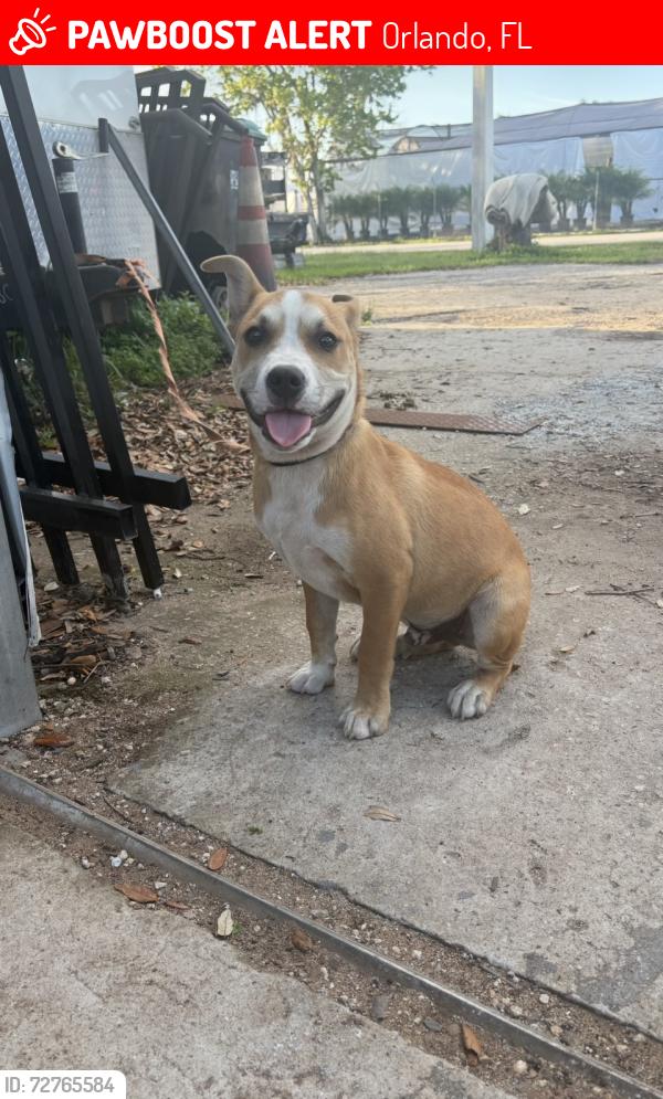 Lost Male Dog last seen Narcoose road by gentian st, Orlando, FL 32822