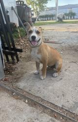 Lost Male Dog last seen Narcoose road by gentian st , Orlando, FL 32822