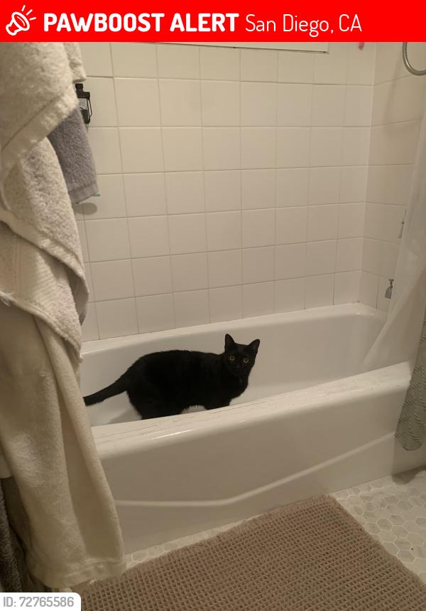 Lost Male Cat last seen Arnold ave and university ave , San Diego, CA 92104
