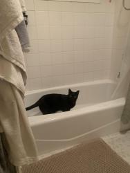 Lost Male Cat last seen Arnold ave and university ave , San Diego, CA 92104