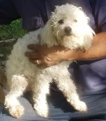 Lost Female Dog last seen Elk Grove florin and Robbins rd , Sacramento, CA 95828