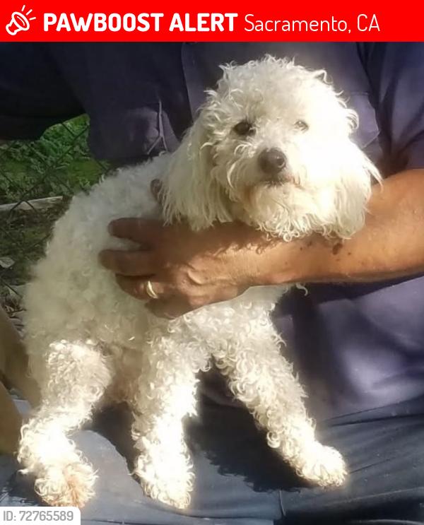 Lost Female Dog last seen Elk Grove florin and Robbins rd , Sacramento, CA 95828