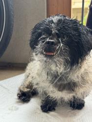 Found/Stray Male Dog last seen Richmar ave & mission rd by carwash & mission west market, San Marcos, CA 92069