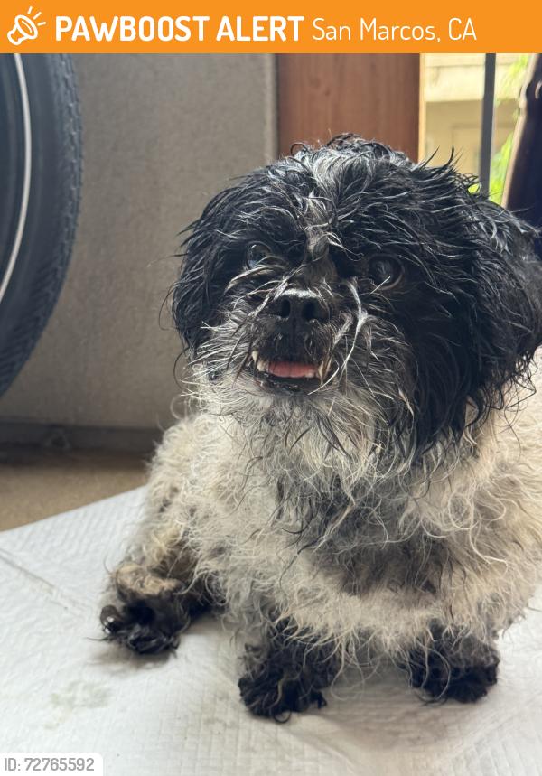 Found/Stray Male Dog last seen Richmar ave & mission rd by carwash & mission west market, San Marcos, CA 92069