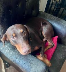 Lost Female Dog last seen Hog liver, Carrollton, GA 30117