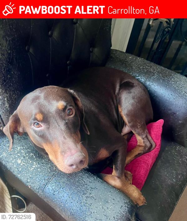 Lost Female Dog last seen Hog liver, Carrollton, GA 30117