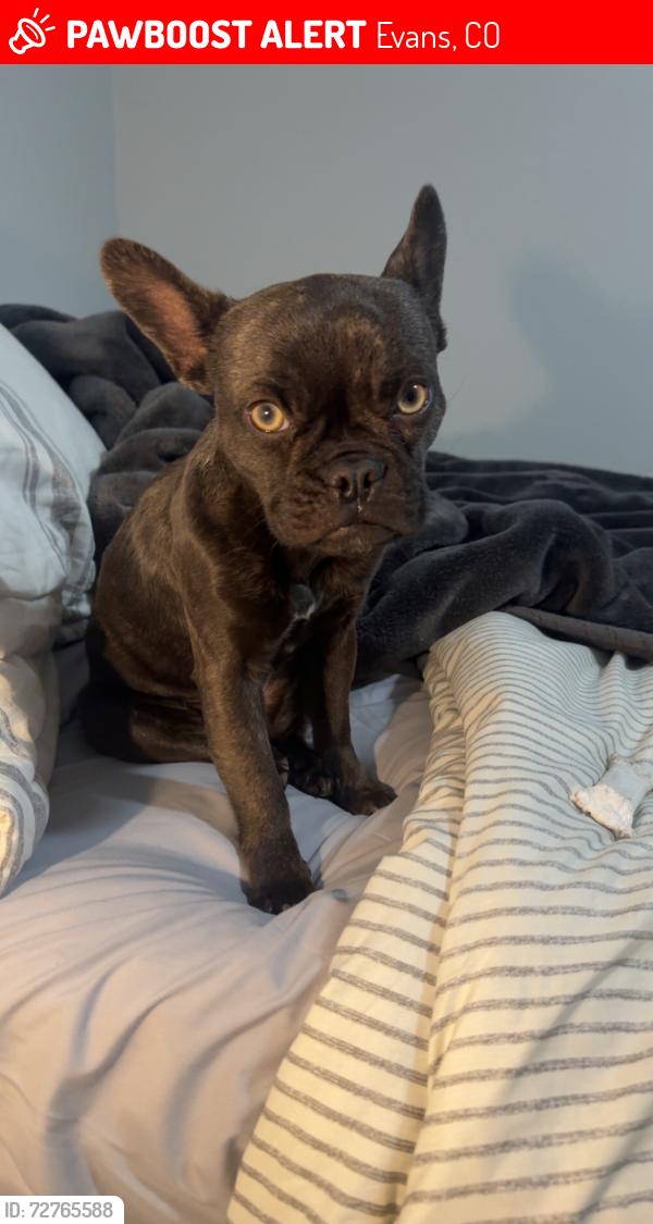 Lost Female Dog last seen Near shady oaks Dr Evans , Evans, CO 80620