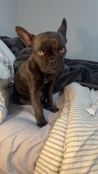 Lost Female Dog last seen Near shady oaks Dr Evans , Evans, CO 80620