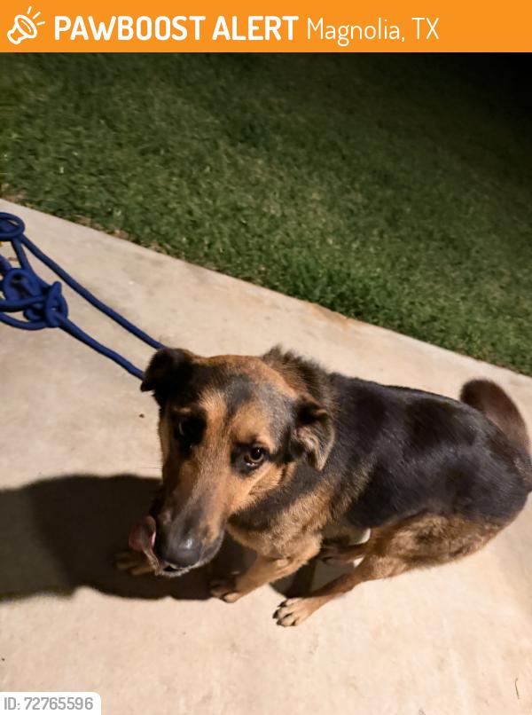 Found/Stray Male Dog last seen Mill Creek Magnolia , Magnolia, TX 77353