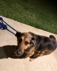 Found/Stray Male Dog last seen Mill Creek Magnolia , Magnolia, TX 77353