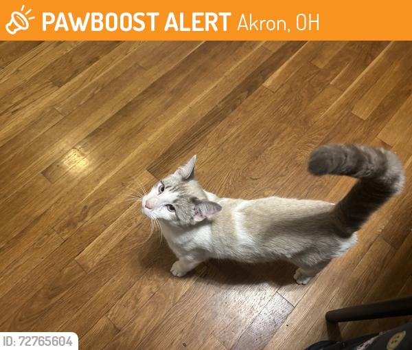 Found/Stray Male Cat last seen Zombie John’s , Akron, OH 44312
