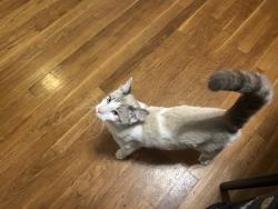 Found/Stray Male Cat last seen Zombie John’s , Akron, OH 44312