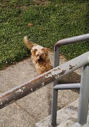 Found/Stray Male Dog last seen Ogden Street, Greensboro, NC 27406