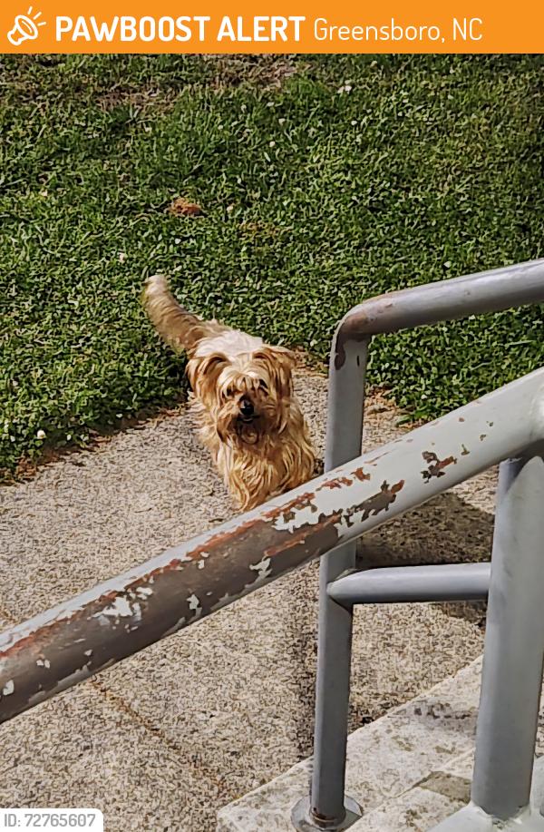 Found/Stray Male Dog last seen Ogden Street, Greensboro, NC 27406